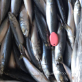 Spanish Mackerel Froen Whole Round Mackerel 80-120 Manufactory